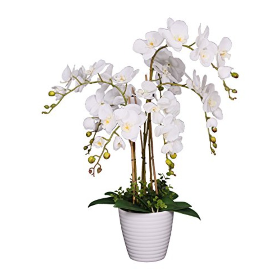 Orchid Phalaenopsis - 691322320985 Unique and Gorgeous Phalaenopsis Orchid