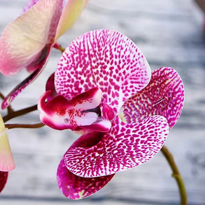 3D Artificial Flowers Plastic  - مراجعة Orchid Phalaenopsis وسعره