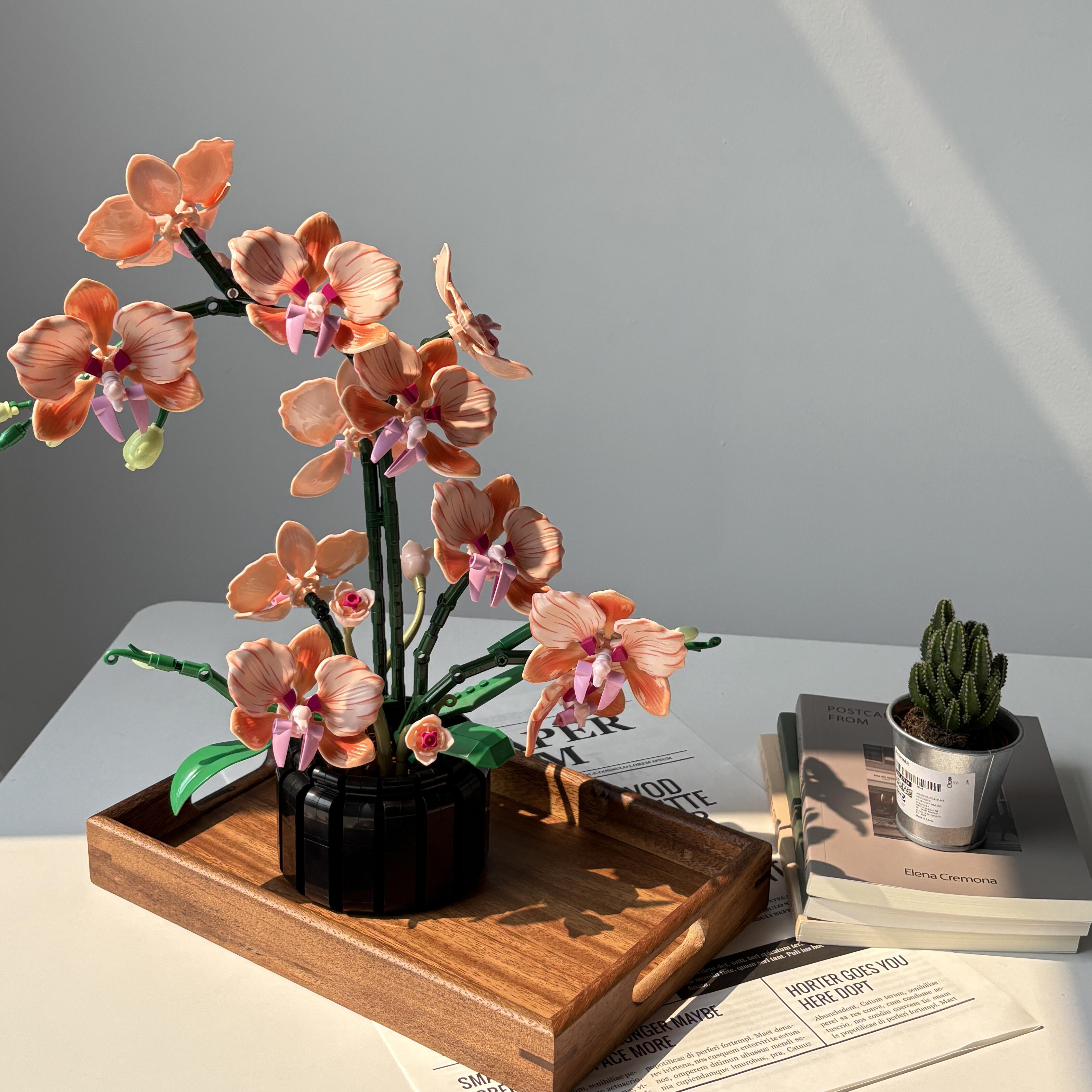 Orange Phalaenopsis Orchid Bui - مراجعة Orchid Phalaenopsis وسعره