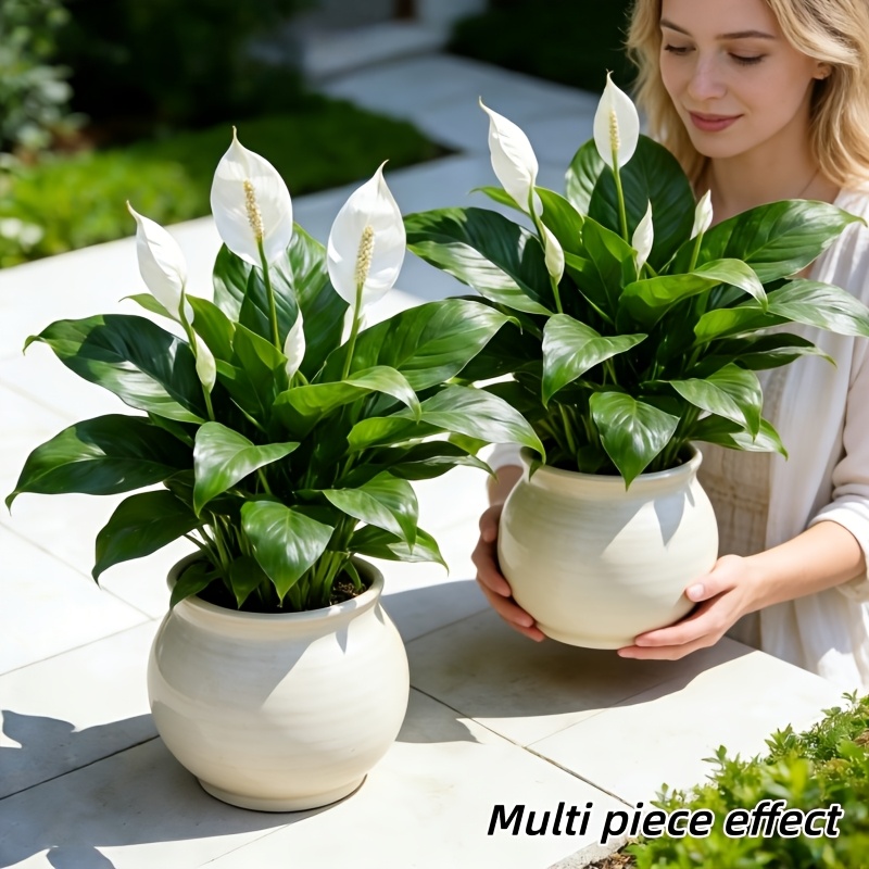 2 Pieces = 6 Flowers, Vase Not - مراجعة Peace Lily White وسعره