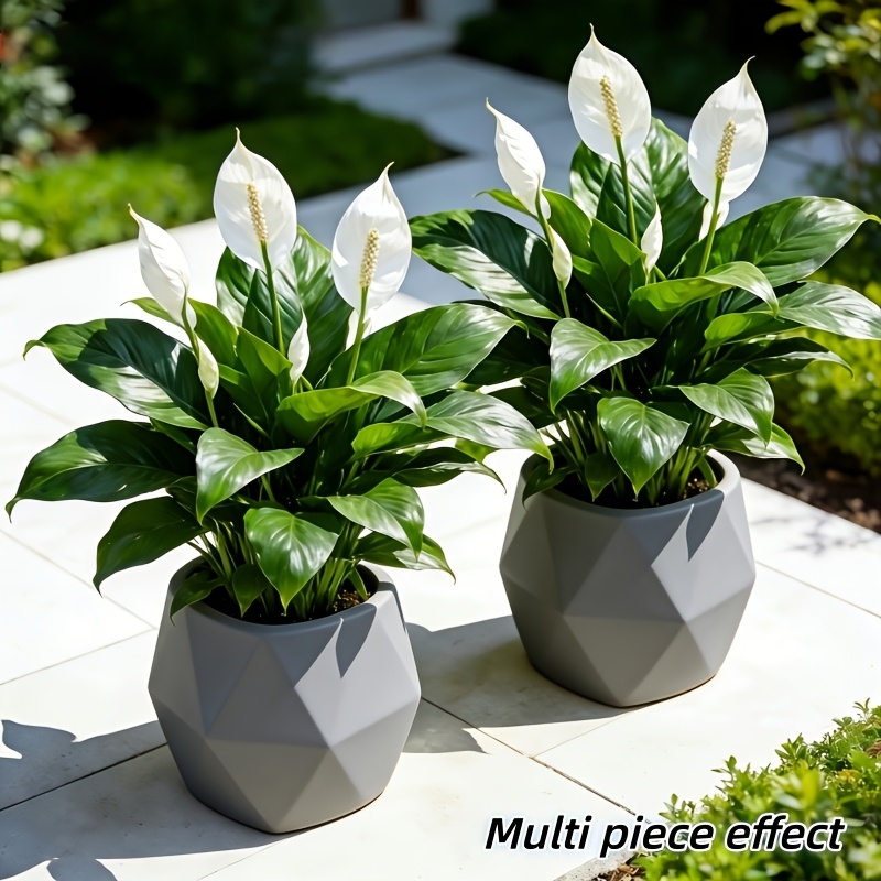 2 Pieces = 6 Flowers, Vase Not - مراجعة Peace Lily White وسعره