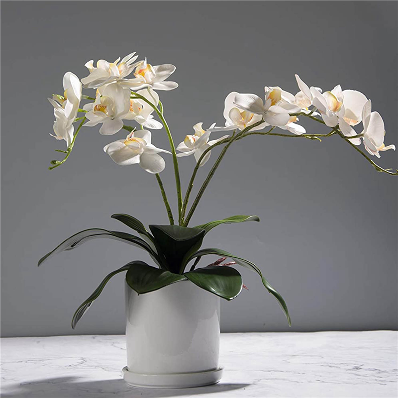 AB45 Phalaenopsis Orchids Leav - مراجعة Orchid Phalaenopsis وسعره