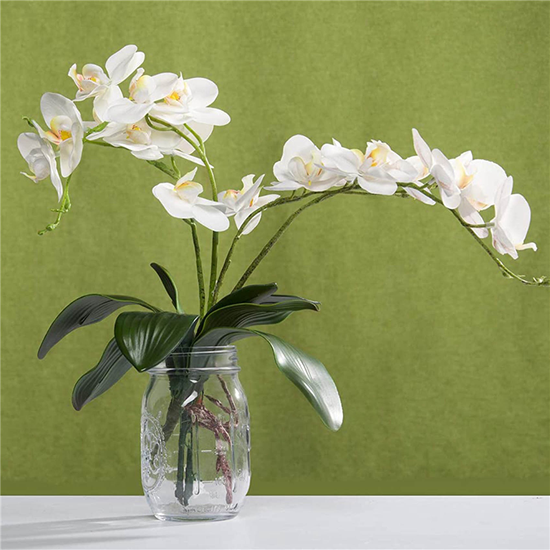 AB45 Phalaenopsis Orchids Leav - مراجعة Orchid Phalaenopsis وسعره