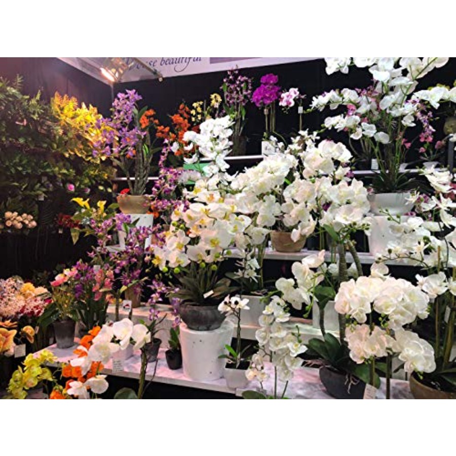 691322320985 Unique and Gorgeo - مراجعة Orchid Phalaenopsis وسعره