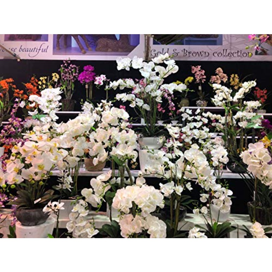 691322320985 Unique and Gorgeo - مراجعة Orchid Phalaenopsis وسعره